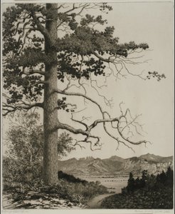 Pino Vecchio, Parco Estes da George Elbert Burr
