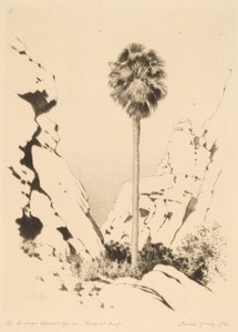 Canyon delle palme (n.1)