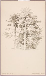 Pini, Giardino pubblico da George Elbert Burr