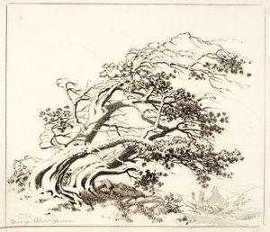 Schizzo per Pini al vento, Estes Park da George Elbert Burr