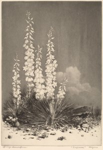 Soapweed, Arizona da George Elbert Burr