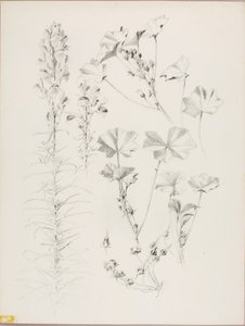 Senza titolo (studio botanico) da George Elbert Burr