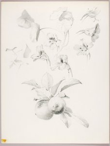 Senza titolo (studio botanico) da George Elbert Burr