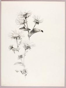 Senza titolo (Margherite) da George Elbert Burr