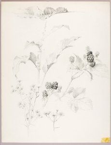 Senza titolo (Margherite e more) da George Elbert Burr