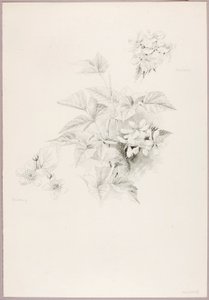 Senza titolo (Mora e Mora)