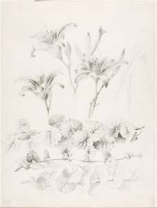Senza titolo (Gigli e edera terrestre) (Glecoma Hederacea) da George Elbert Burr