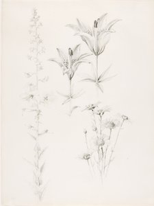 Senza titolo (Giglio, Margherita, Ibisco) da George Elbert Burr
