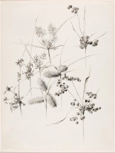 Senza titolo (Erbe di carice) da George Elbert Burr