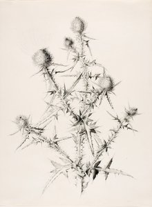 Senza titolo (Cardo) da George Elbert Burr