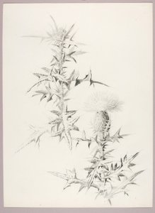 Senza titolo (Cardo) da George Elbert Burr