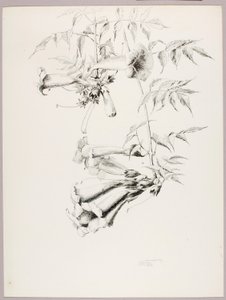 Senza titolo (Tromba di vite) da George Elbert Burr