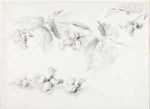 Senza titolo (Nocciola selvatica, Corylus Americana) da George Elbert Burr