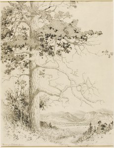 Senza titolo (disegno di trasferimento per Old Pine, Estes Park) da George Elbert Burr