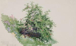 Rosa selvatica, Wassen