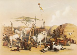 Un kraal Zulu sul fiume Umgaki a Natal da George French Angas