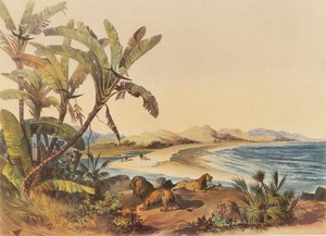 Un viaggio alla foce del fiume Umvoti nel Natal da George French Angas