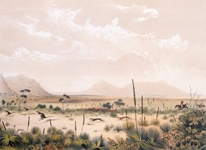 Caccia al canguro