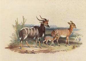 Il Nyala