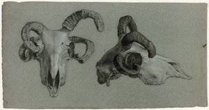 Teschi di arieti