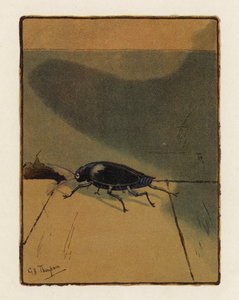 Il coleottero da George Henry Thompson