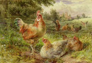 Polli della Cocincina da George Hickin