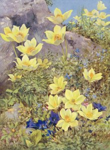 Anemone sulphurea e Gentiana excisa dipinti direttamente nei campi a fine maggio da George Jackson Flemwell