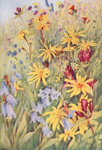 Arnica, la Gentiana bruna (G purpurea), Campanula barbata e il piccolo Hieracium aurantiacum, dipinto dal vivo nei campi verso metà luglio da George Jackson Flemwell