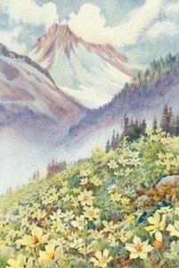 Anemoni di zolfo sui pendii di Le Planet da George Jackson Flemwell