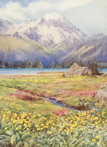 I campi superiori di Champex all
