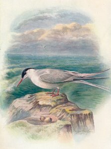 Sterna artica - Sterna macrura, c. 1910, 1910
