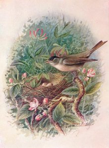Capinera - Sylvia atricapilla da George James Rankin