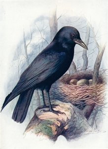 Corvo imperiale - Corvus corone, c1910, 1910