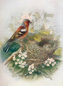 Fringuello - Fringilla coelebs, c1910, 1910