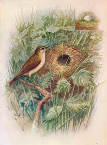 Chiff-Chaff - Phylloscopus rufus, c1910 da George James Rankin