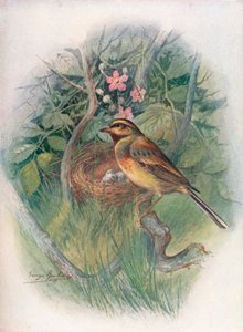 Cirl-Bunting - Emberiza cirlus, c1910, 1910