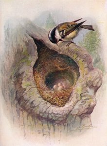 Cincia mora - Parus ater, c1910, 1910 da George James Rankin