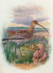 Chiurlo - Numenius arquata, c1910, 1910 da George James Rankin