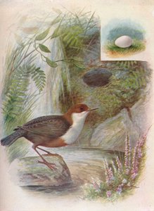 Merlo acquaiolo - Cinclus aquaticus da George James Rankin
