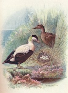 Edredone - Somateria mollissima, c1910