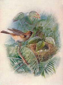 Beccafico - Sylvia hortensis, c1910, 1910