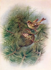 Regolo - Regulus cristatus, c1910, 1910 da George James Rankin