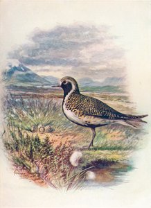 Piviere dorato - Charadrius pluvialis da George James Rankin