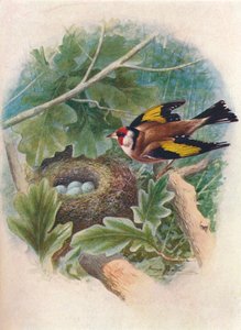 Cardellino - Carduelis elegans, c1910 da George James Rankin