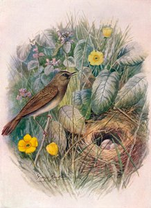 Locustella naevia
