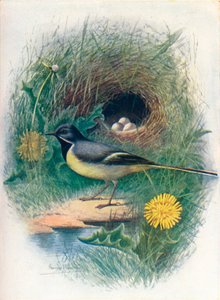 Ballerina gialla - Motacilla melanope da George James Rankin