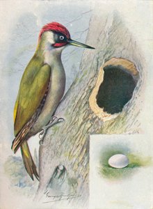 Picchio verde - Gecinus viridis, c1910, 1910 da George James Rankin