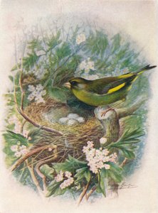 Verdone - Ligurinus chloris da George James Rankin