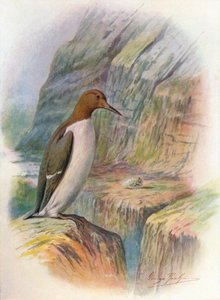 Guillemot - Uria troile da George James Rankin