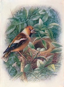 Frosone - Coccothraustes vulgaris, c1910, 1910 da George James Rankin